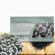 Attēlu rezultāti vaicājumam “Dianthus deltoides bud”