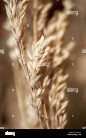 Attēlu rezultāti vaicājumam “Holcus lanatus  fruit”