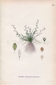 Attēlu rezultāti vaicājumam “Subularia aquatica”