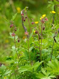 Attēlu rezultāti vaicājumam “Galium rivale flower”