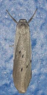 Attēlu rezultāti vaicājumam “Pelosia muscerda”