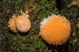 Attēlu rezultāti vaicājumam “Badhamia capsulifera var. arborea macro”