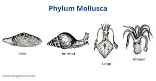 Attēlu rezultāti vaicājumam “Mollusca”