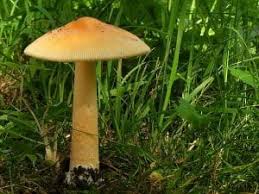Attēlu rezultāti vaicājumam “Amanita crocea”