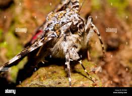 Attēlu rezultāti vaicājumam “Catocala sponsa”
