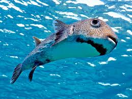 Image result for Diodon hystrix