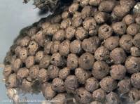 Attēlu rezultāti vaicājumam “Tubifera ferruginosa (subsp. ferruginosa) sessile”