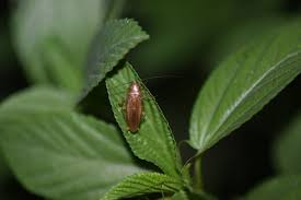 Attēlu rezultāti vaicājumam “Blattoptera”