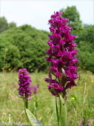 Attēlu rezultāti vaicājumam “Dactylorhiza majalis subsp. baltica”