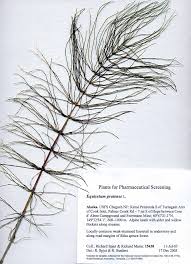 Attēlu rezultāti vaicājumam “Equisetum pratense”