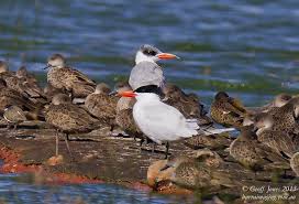 Attēlu rezultāti vaicājumam “Hydroprogne caspia”