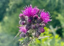 Attēlu rezultāti vaicājumam “Cirsium palustre fruit”
