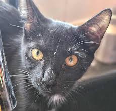 Image result for Black Cat Sac