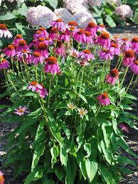Attēlu rezultāti vaicājumam “Echinacea purpurea bud”