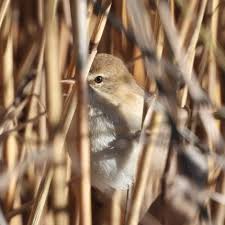 Attēlu rezultāti vaicājumam “Acrocephalus arundinaceus adult”