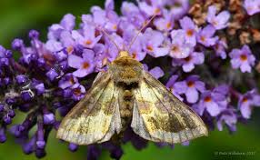 Attēlu rezultāti vaicājumam “Diachrysia tutti”