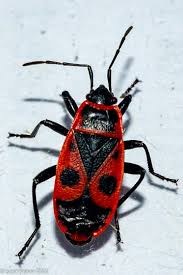 Attēlu rezultāti vaicājumam “Pyrrhocoris apterus”