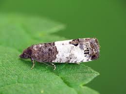 Attēlu rezultāti vaicājumam “Spilonota ocellana”