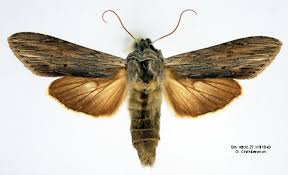 Attēlu rezultāti vaicājumam “Cucullia umbratica”