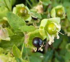 Attēlu rezultāti vaicājumam “Silene baccifera fruit”