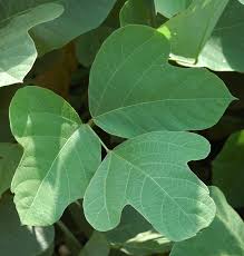 Attēlu rezultāti vaicājumam “Cribraria rubiginosa stalked”