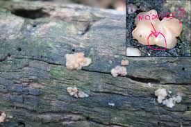 Attēlu rezultāti vaicājumam “Exidia cartilaginea”