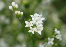 Attēlu rezultāti vaicājumam “Galium rivale flower”