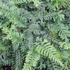Attēlu rezultāti vaicājumam “Polypodium vulgare”