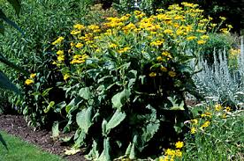 Image result for Telekia speciosa