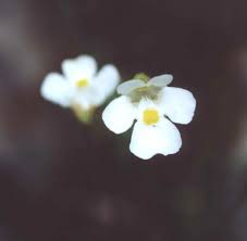 Attēlu rezultāti vaicājumam “Pinguicula alpina flower”