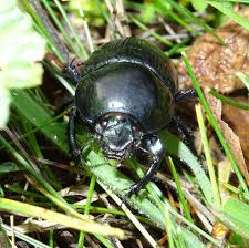 Attēlu rezultāti vaicājumam “Geotrupes stercorarius”