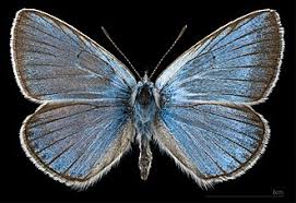 Attēlu rezultāti vaicājumam “Agrodiaetus amandus female”