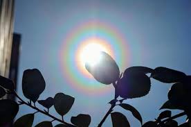 Attēlu rezultāti vaicājumam “pollen corona”