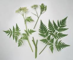 Image result for Myrrhis odorata