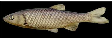 Image result for Squalius vardarensis