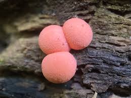 Attēlu rezultāti vaicājumam “Lycogala melleum sessile”