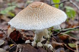 Attēlu rezultāti vaicājumam “Lepiota clypeolaria”