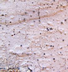 Attēlu rezultāti vaicājumam “Stictis”