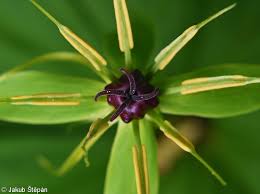 Attēlu rezultāti vaicājumam “Paris quadrifolia flower”