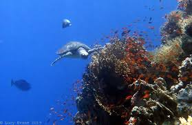 Image result for Kingston and Elmbridge Snorkellers