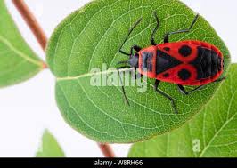 Attēlu rezultāti vaicājumam “Pyrochroidae imago”