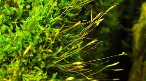 Attēlu rezultāti vaicājumam “Tetraphis pellucida”