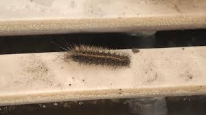 Attēlu rezultāti vaicājumam “Diacrisia sannio larva”