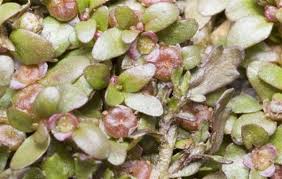 Attēlu rezultāti vaicājumam “Elatinaceae”