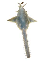 Image result for Pristis pristis