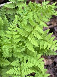 Attēlu rezultāti vaicājumam “Cystopteris fragilis”