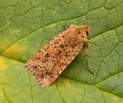 Attēlu rezultāti vaicājumam “Conistra rubiginea”