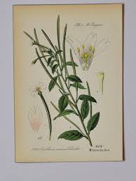 Attēlu rezultāti vaicājumam “Epilobium roseum flower”