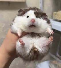 Image result for хомяк