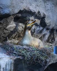Attēlu rezultāti vaicājumam “Phalacrocorax carbo nest”